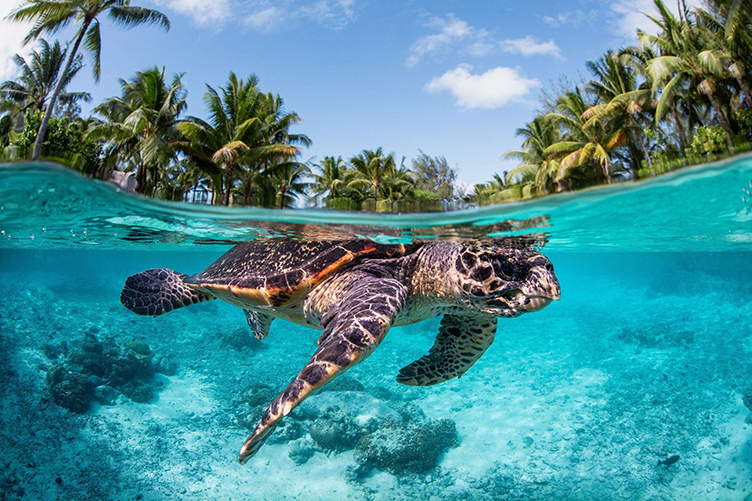 World Oceans Day: 15 Hotels Where You Can Help Protect Marine Life